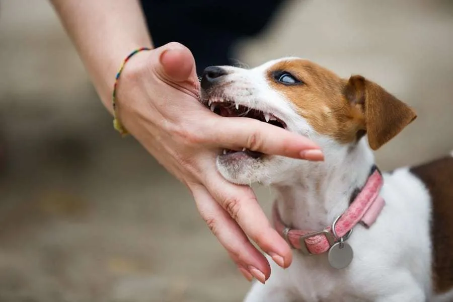 My Puppy Won T Stop Biting Me I Ve Tried Everything Help Greater Edmonton Animal Rescue Society